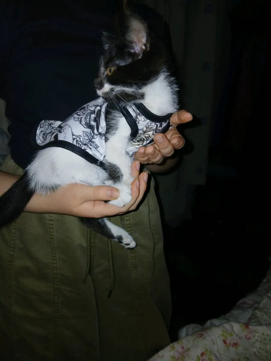 2 lovely  kittens - Image 1