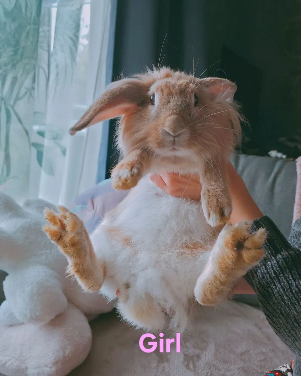 Rabbits - Image 1