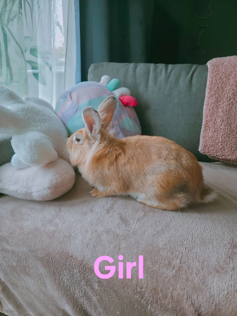 Rabbits - Image 2