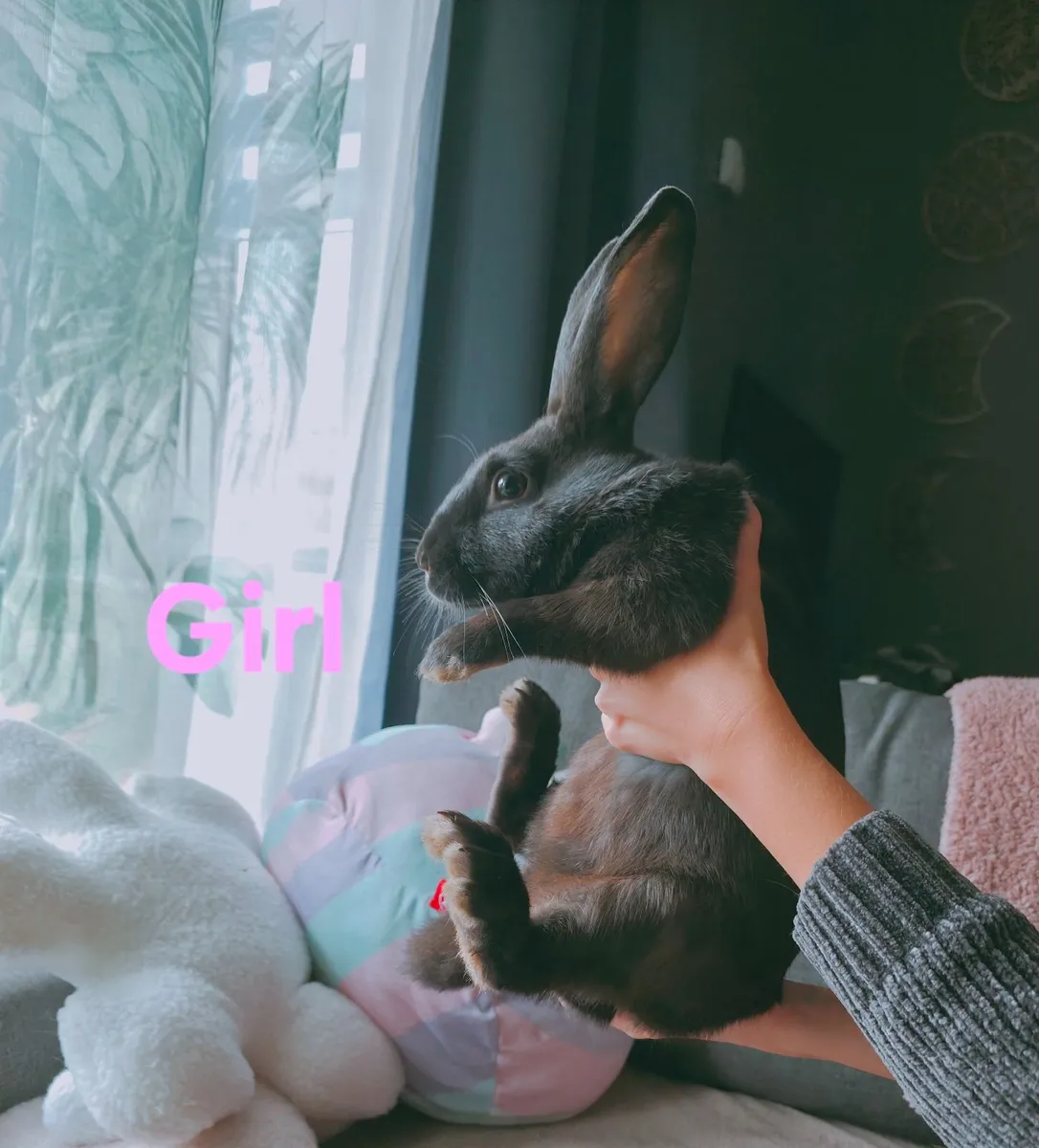 Rabbits - Image 3