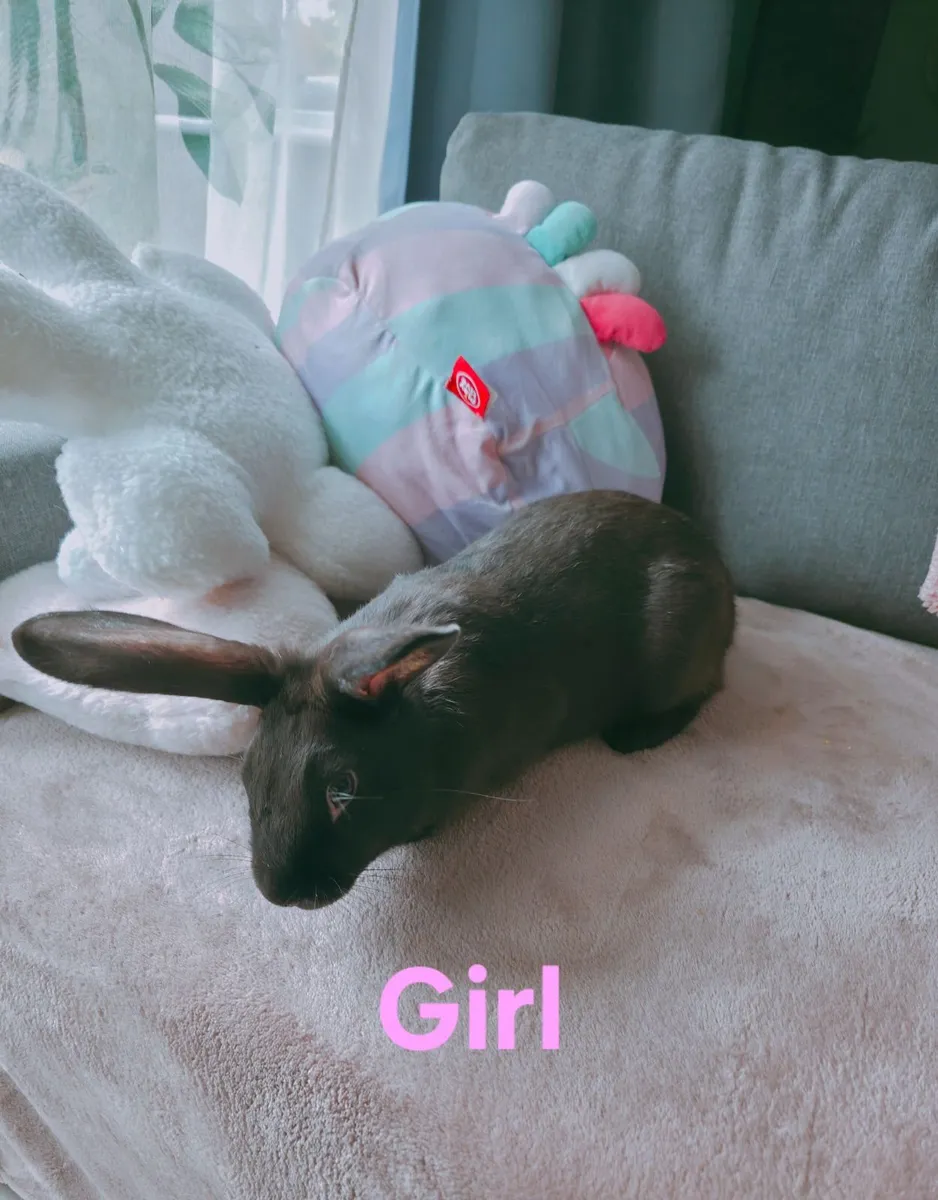 Rabbits - Image 4