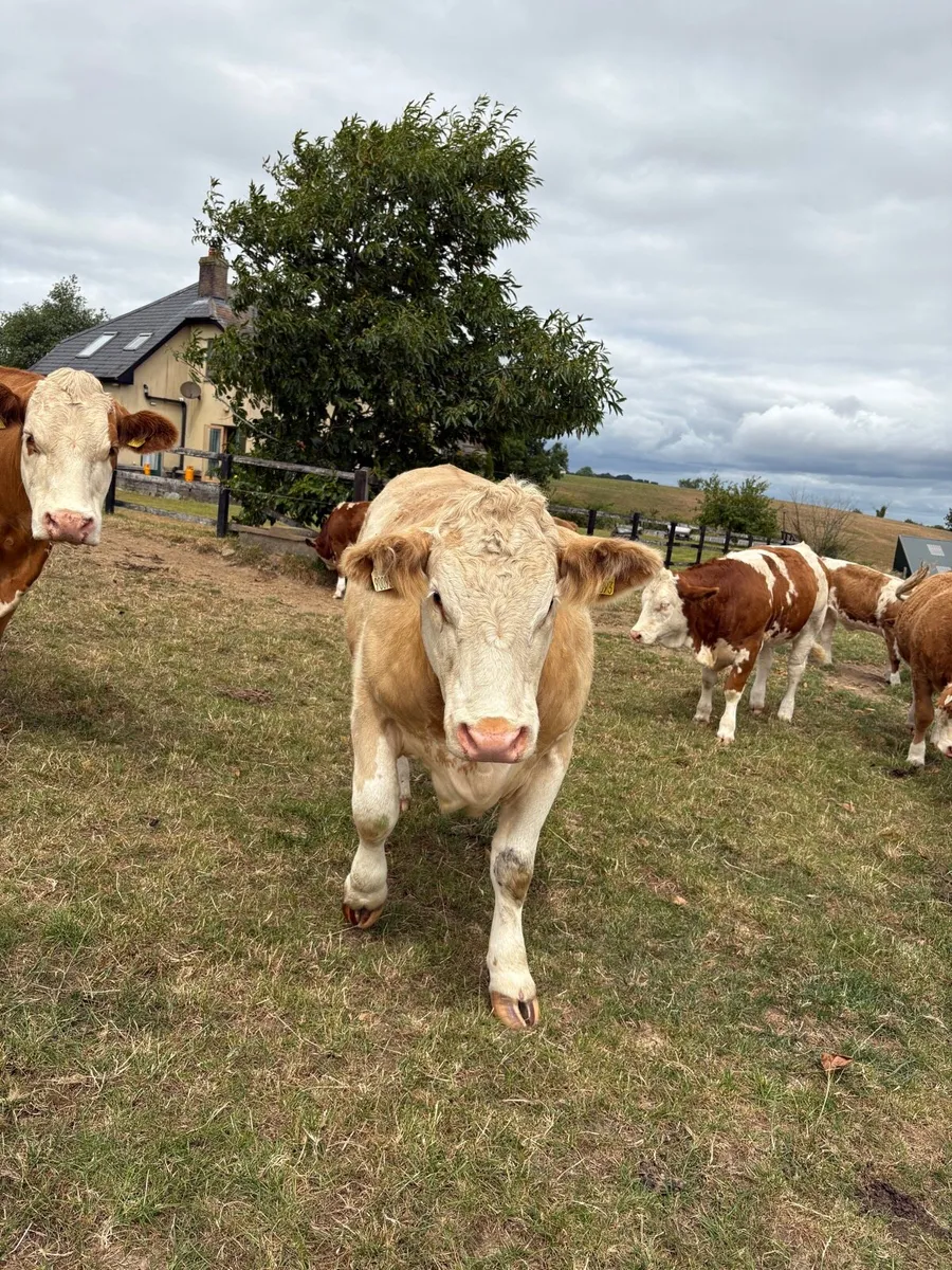 Simmental Pedigree heifers - Image 2