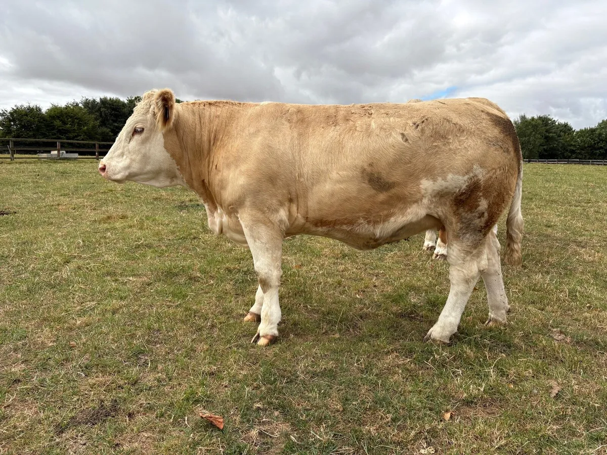 Simmental Pedigree heifers - Image 3