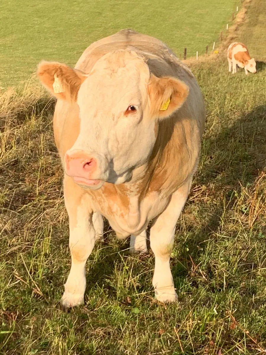 Simmental Pedigree heifers - Image 4