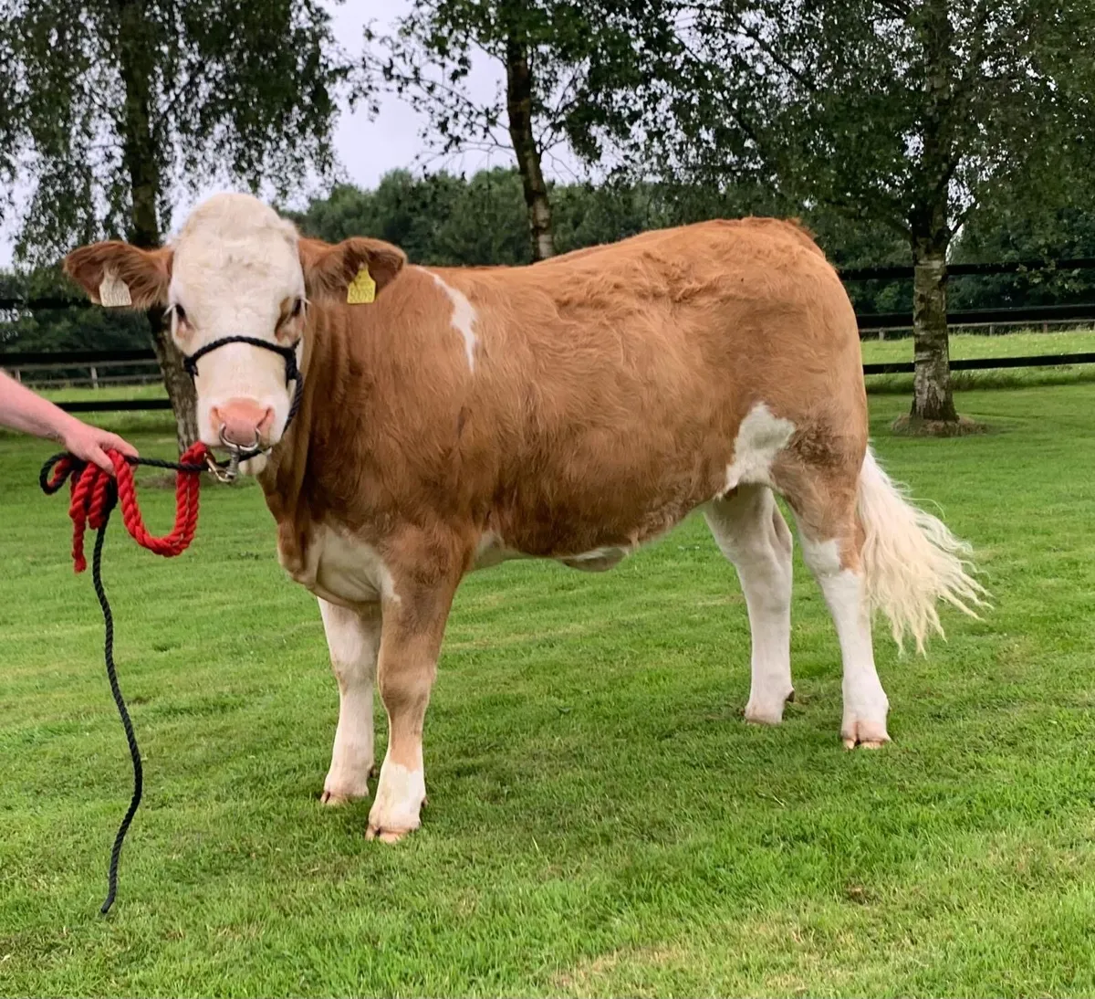 Simmental Pedigree heifers - Image 1
