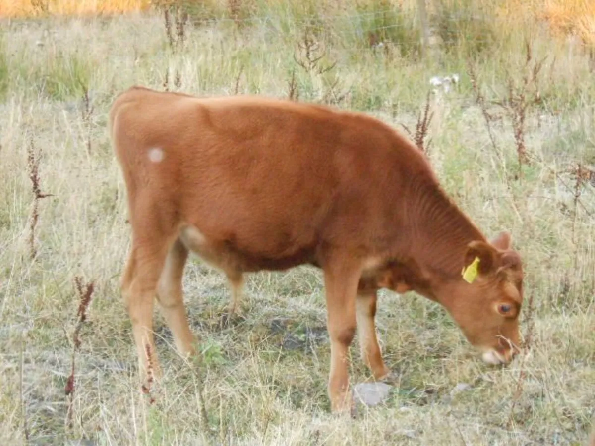 PRICE DROP! NEW PICS! Belfair bull calves - Image 4