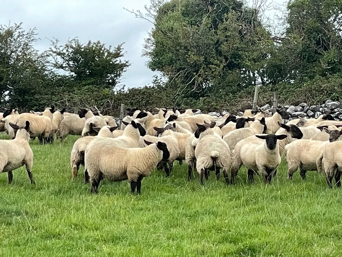 Ewe lambs - Image 3