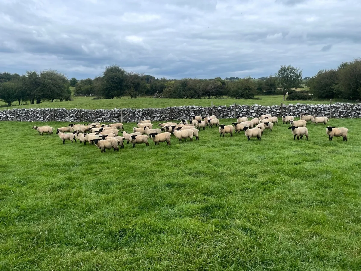 Ewe lambs - Image 4