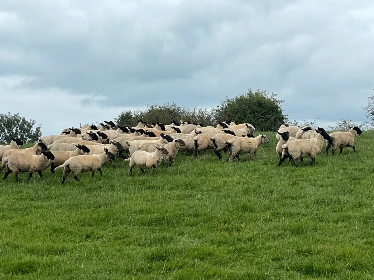 Ewe lambs - Image 2