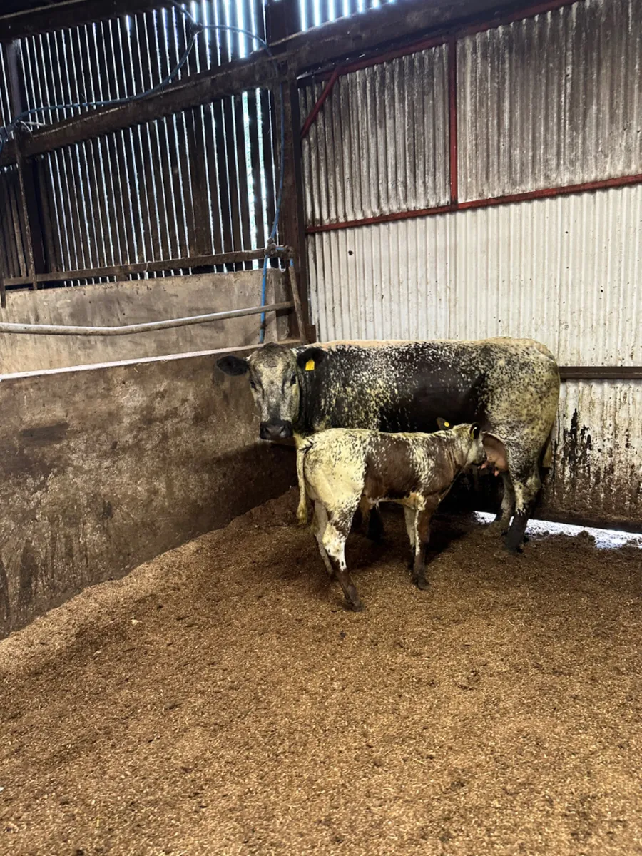 Speckle park cow and Calve - Image 3