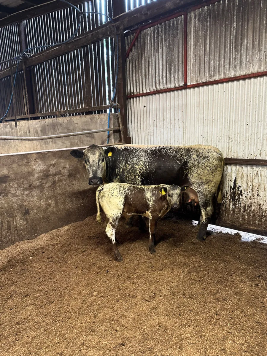 Speckle park cow and Calve - Image 2