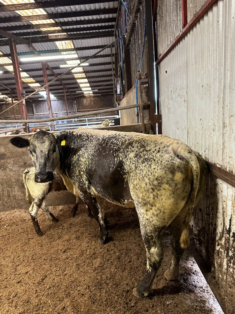 Speckle park cow and Calve - Image 1