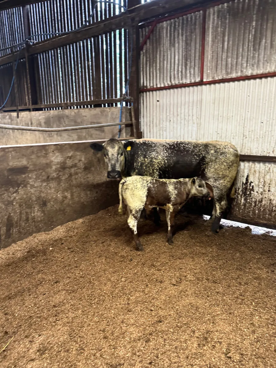 Speckle park cow and Calve - Image 4