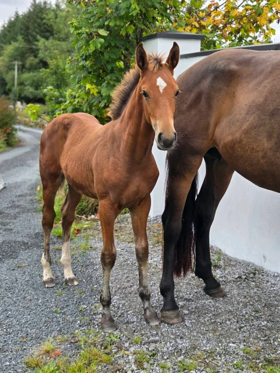 Sport Horse Filly Foal - Image 1
