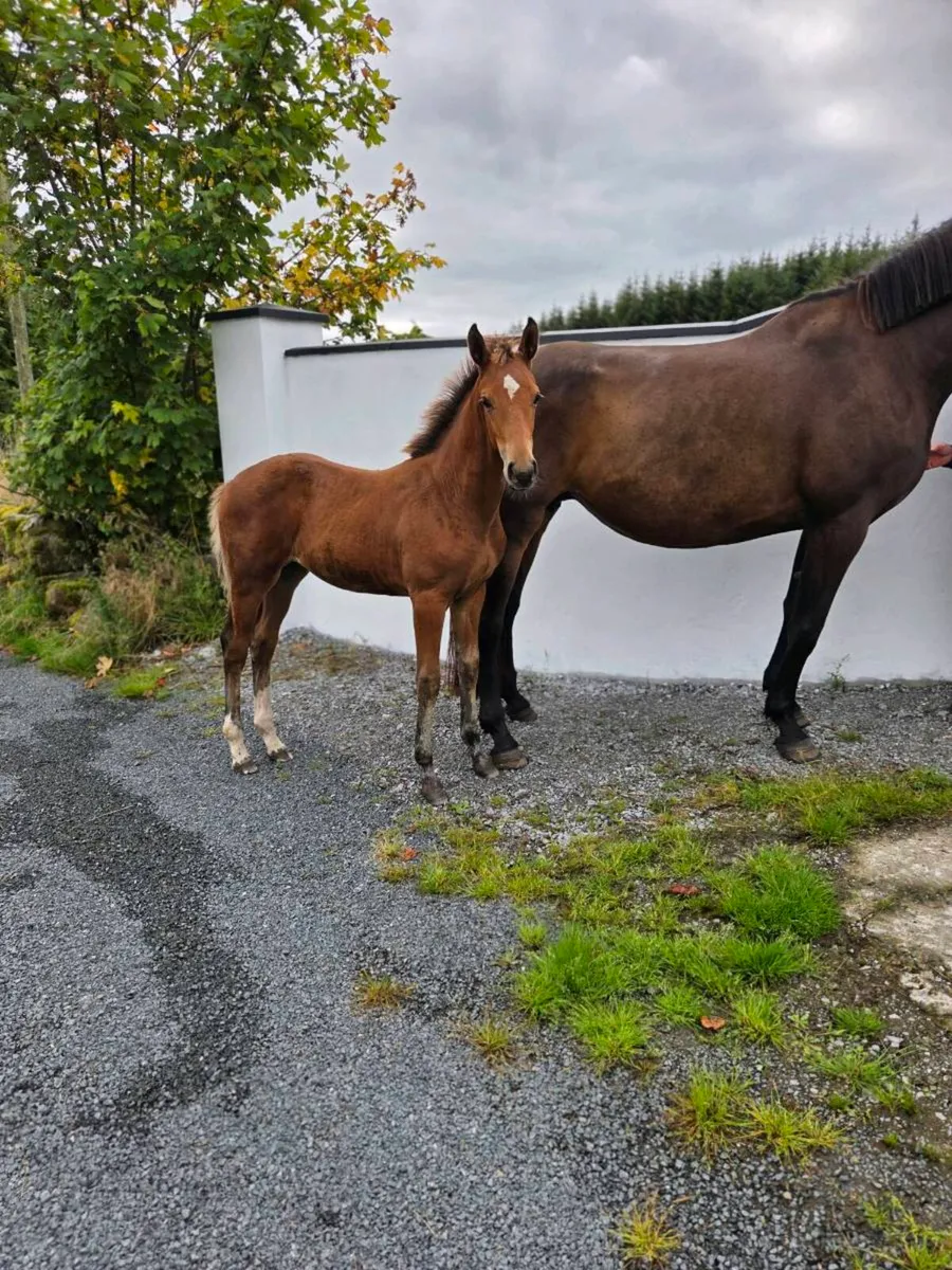 Sport Horse Filly Foal - Image 3
