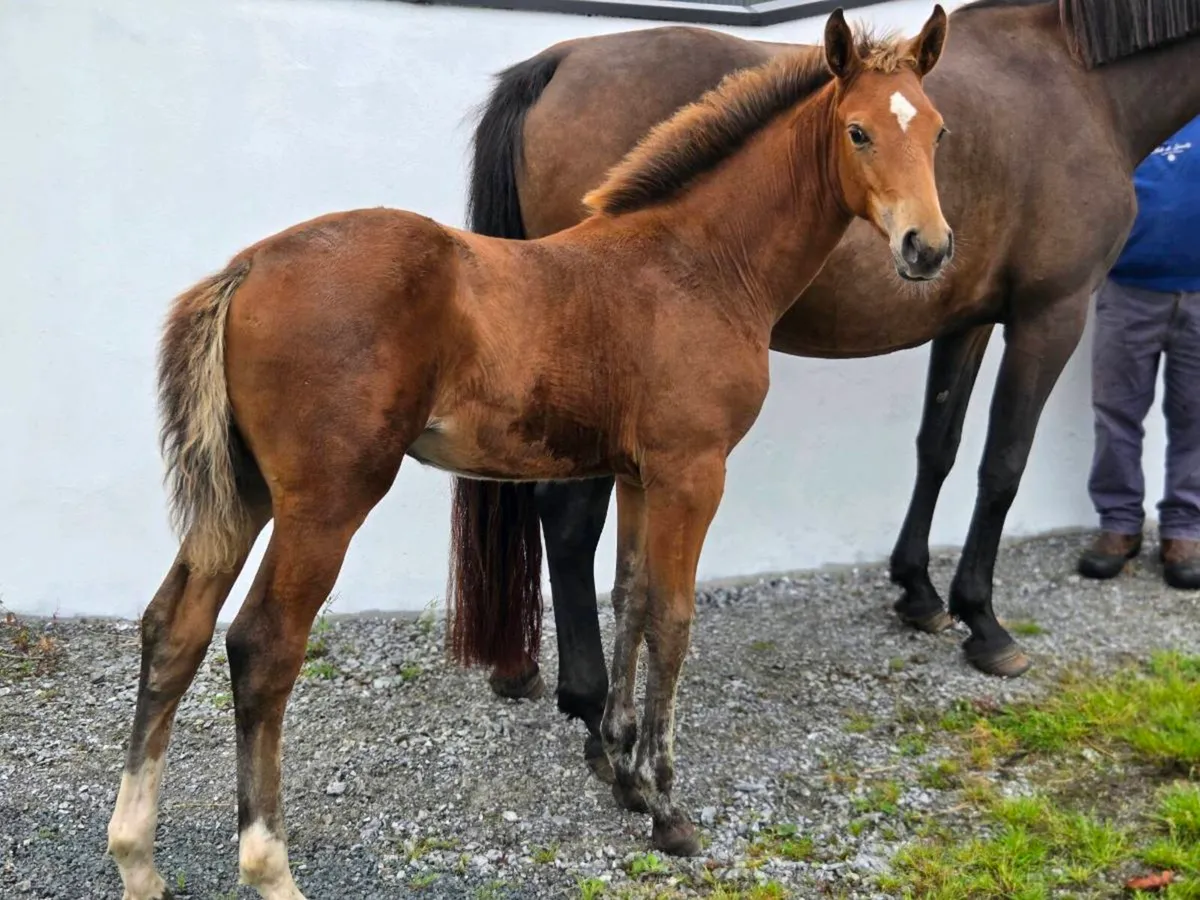 Sport Horse Filly Foal - Image 4