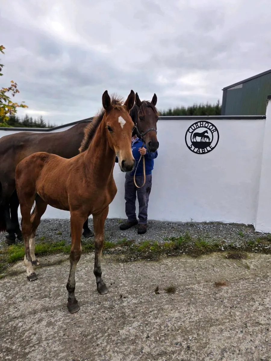 Sport Horse Filly Foal - Image 2