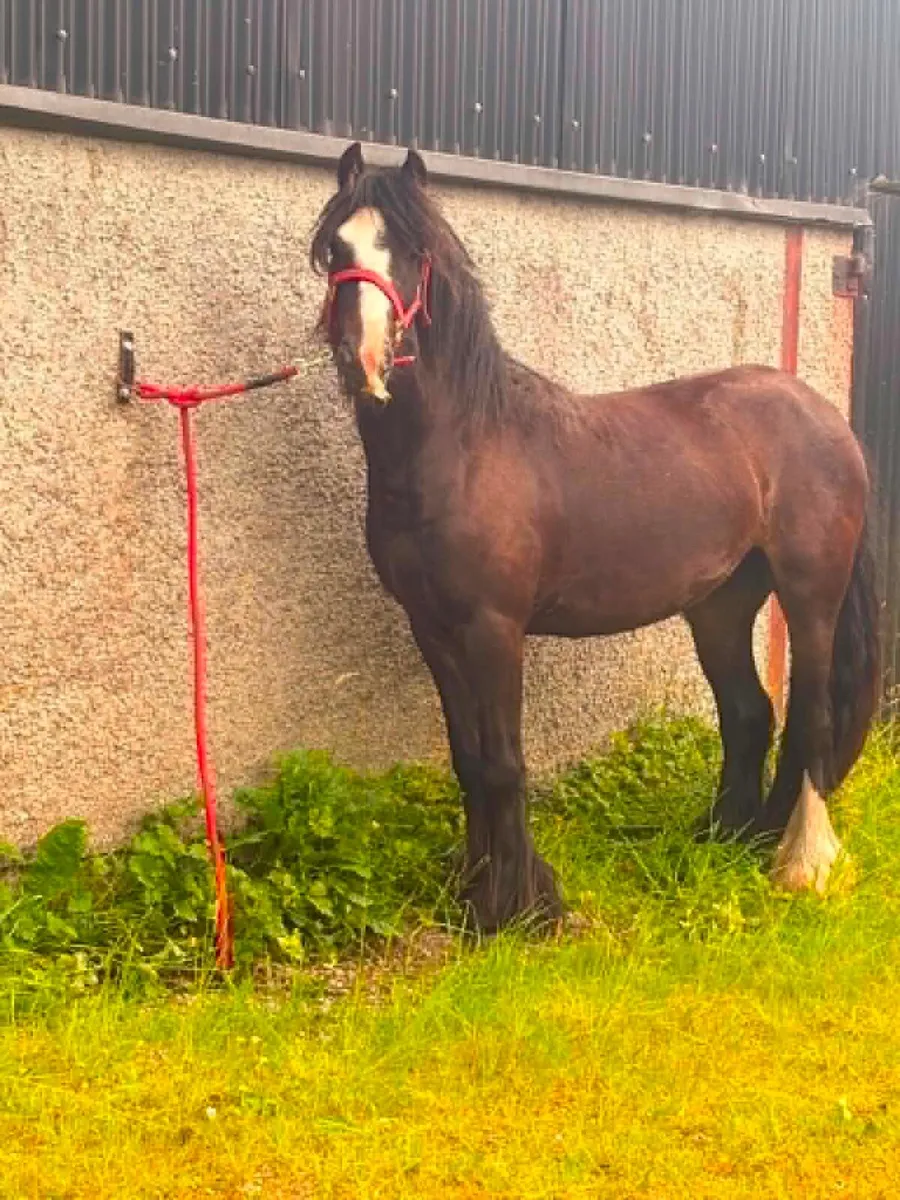 Pony, pony cart , Horsebox - Image 1