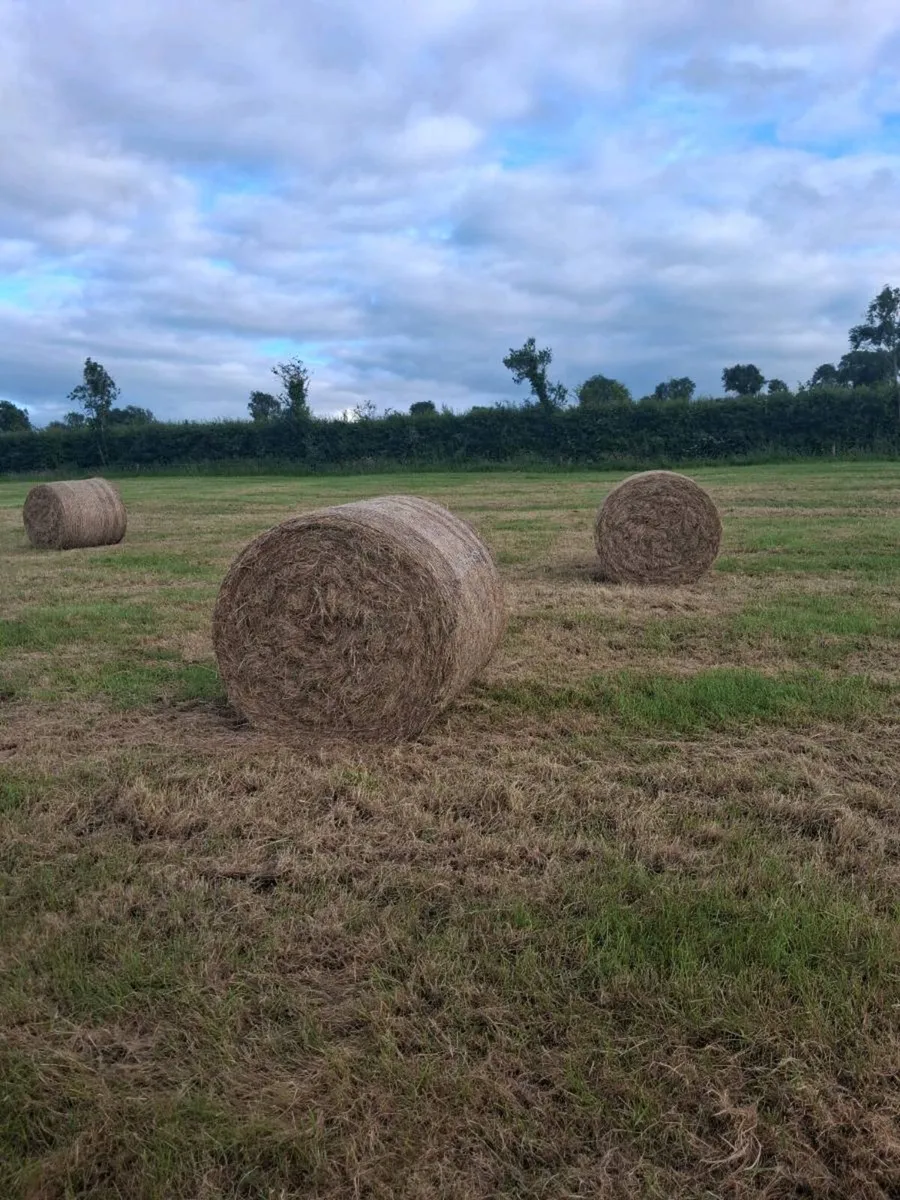 Hay - Image 2