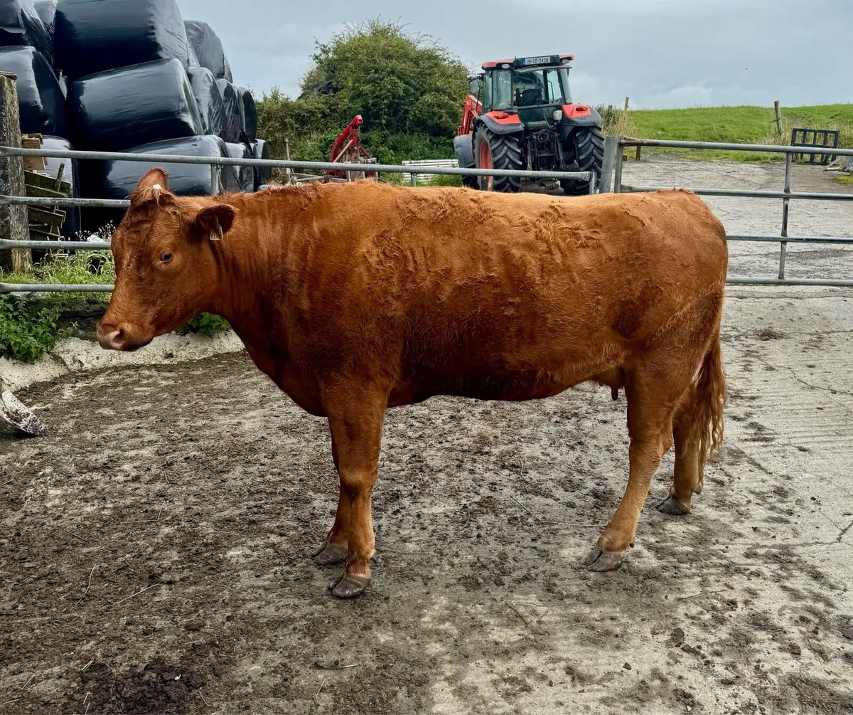Lim Heifer in calf - Image 2