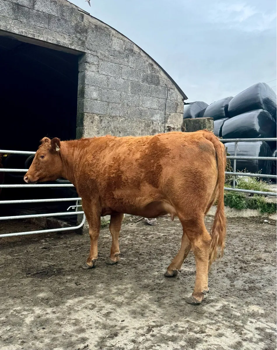 Lim Heifer in calf - Image 1