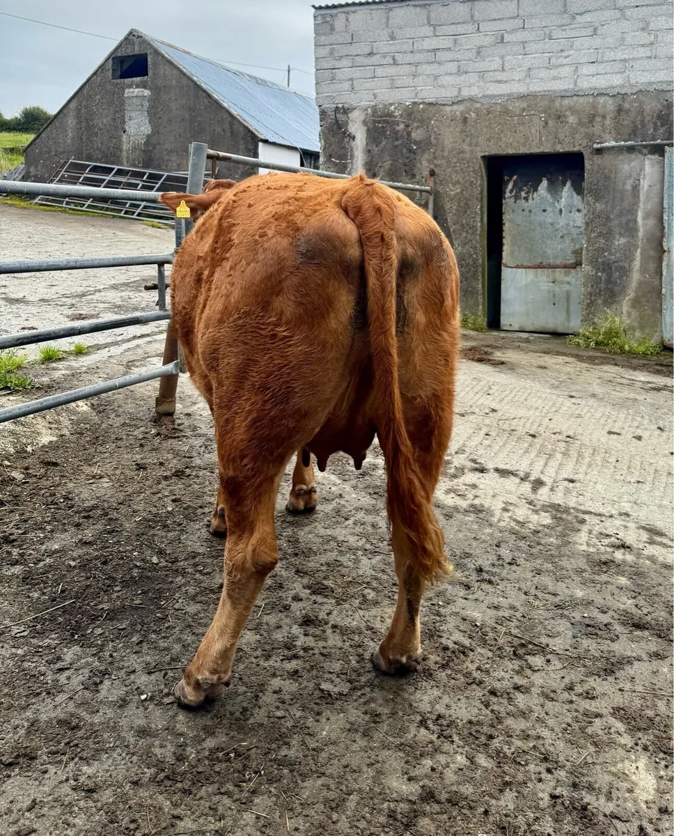 Lim Heifer in calf - Image 3