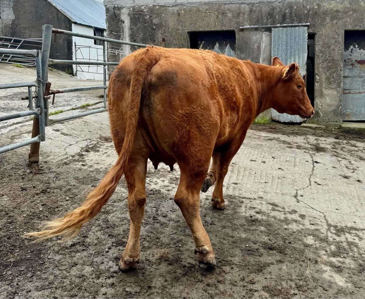 Lim Heifer in calf - Image 4