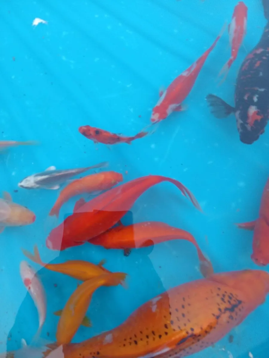 Gold fish - Image 1