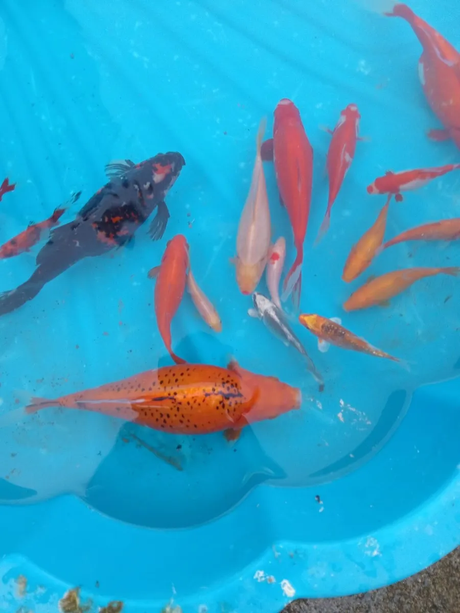 Gold fish - Image 3