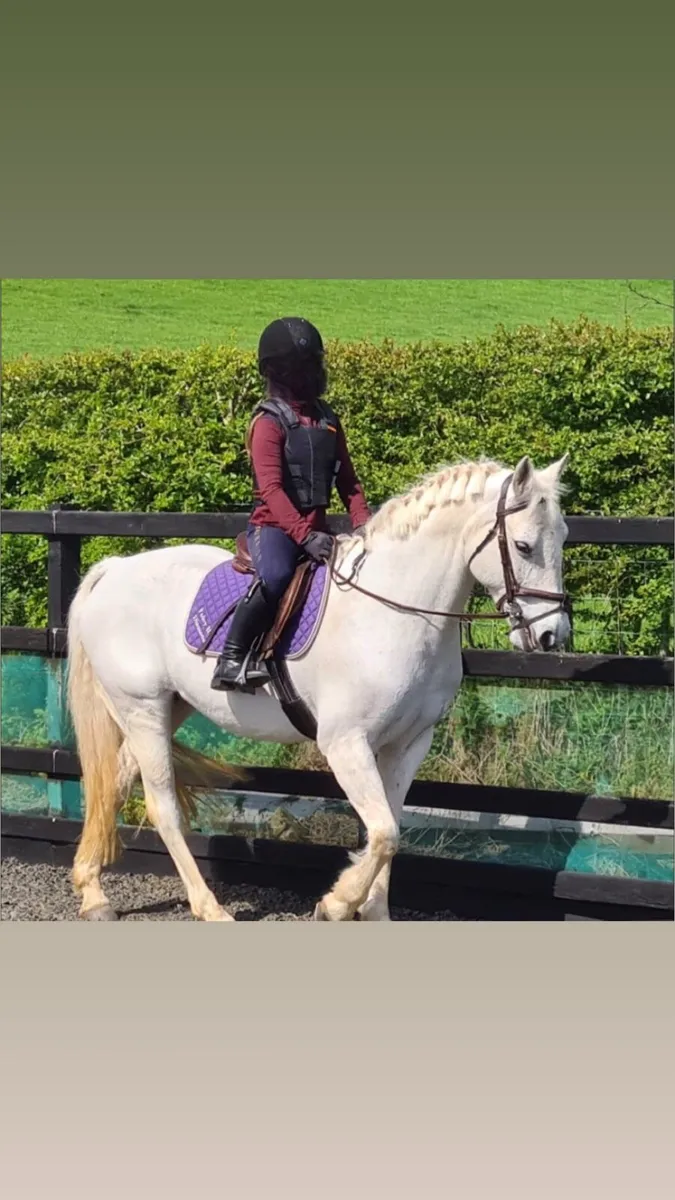 Betty Blue Pure Bred Connemara Pony✨ - Image 1