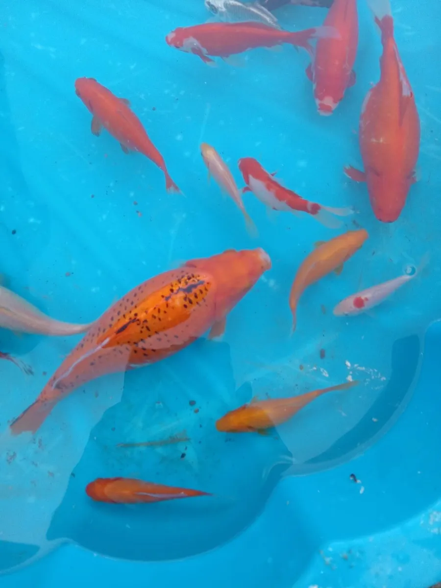 Gold fish - Image 4