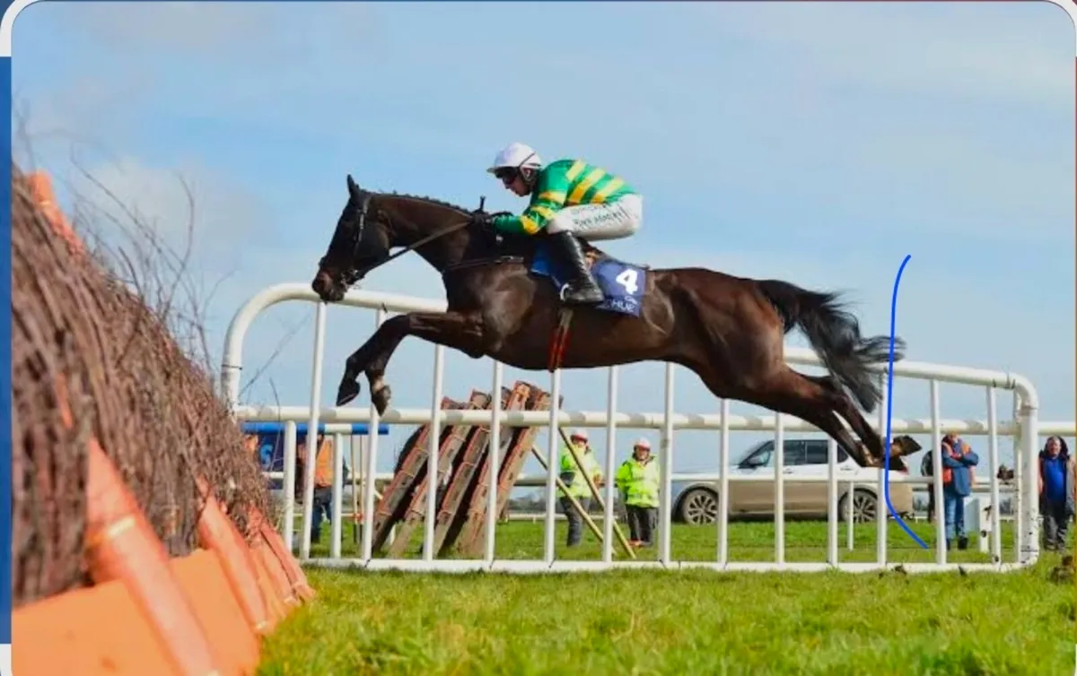 Race horse wanted