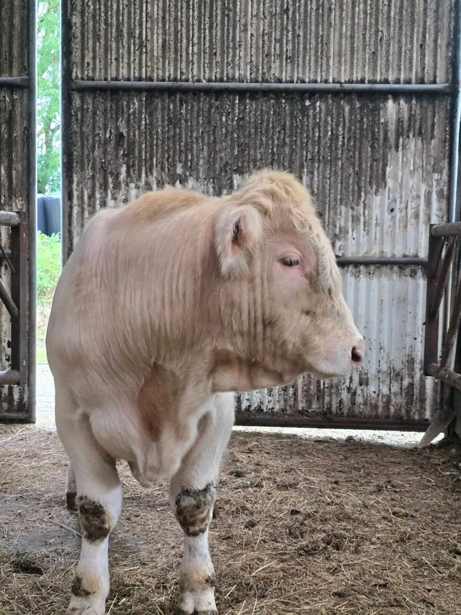 PB Charolais Weanling Bull For Sale - Image 1