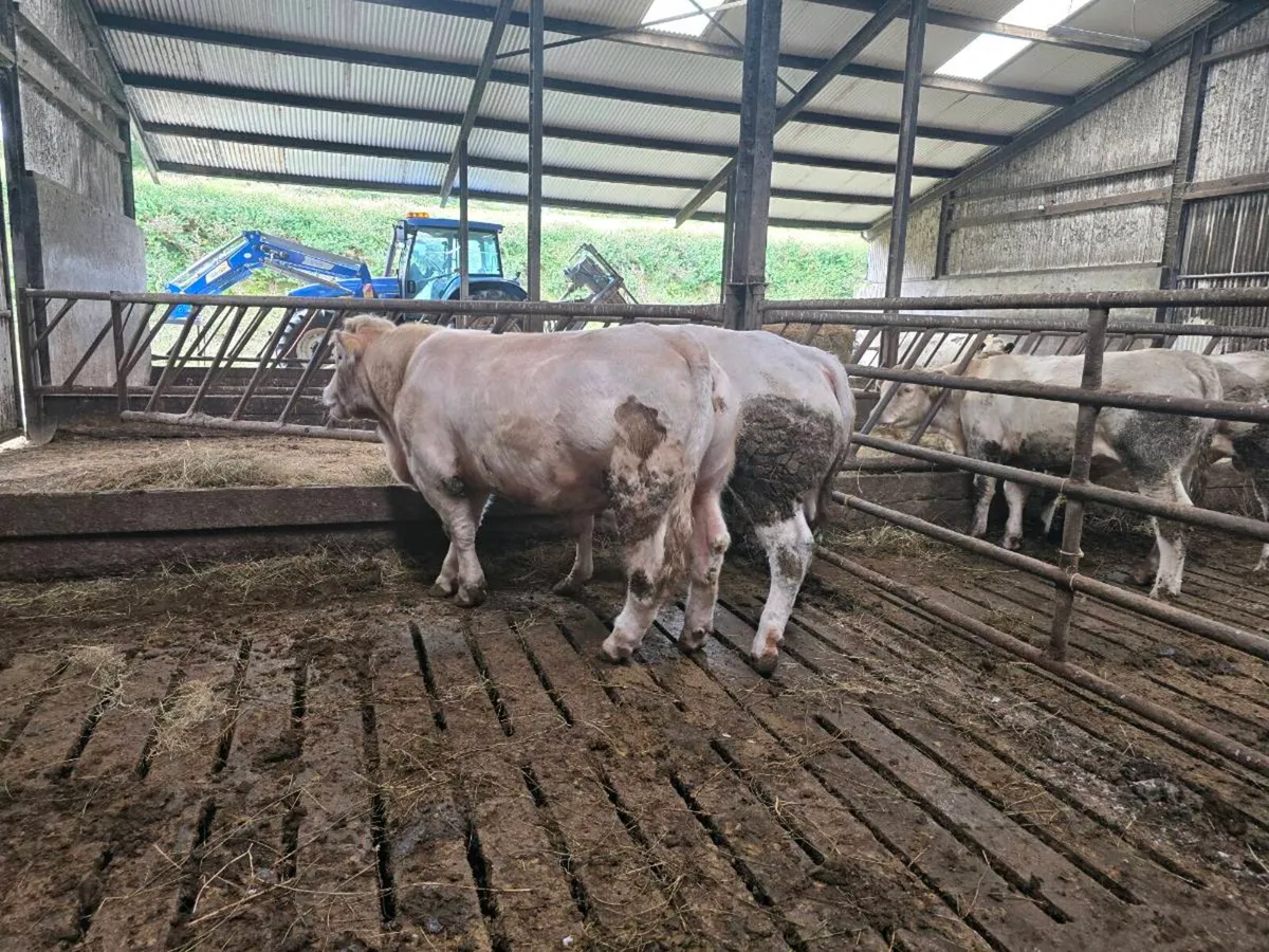 PB Charolais Weanling Bull For Sale - Image 3