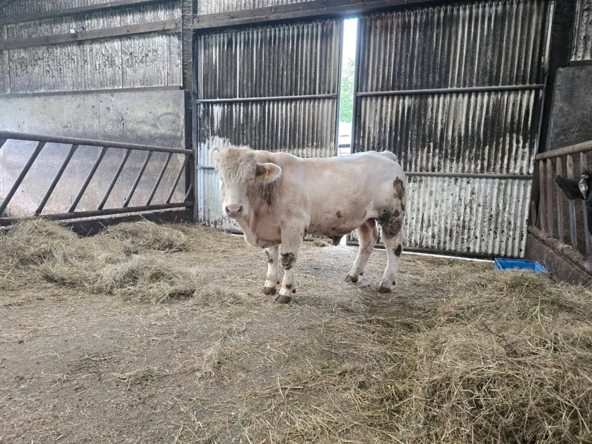 PB Charolais Weanling Bull For Sale - Image 4