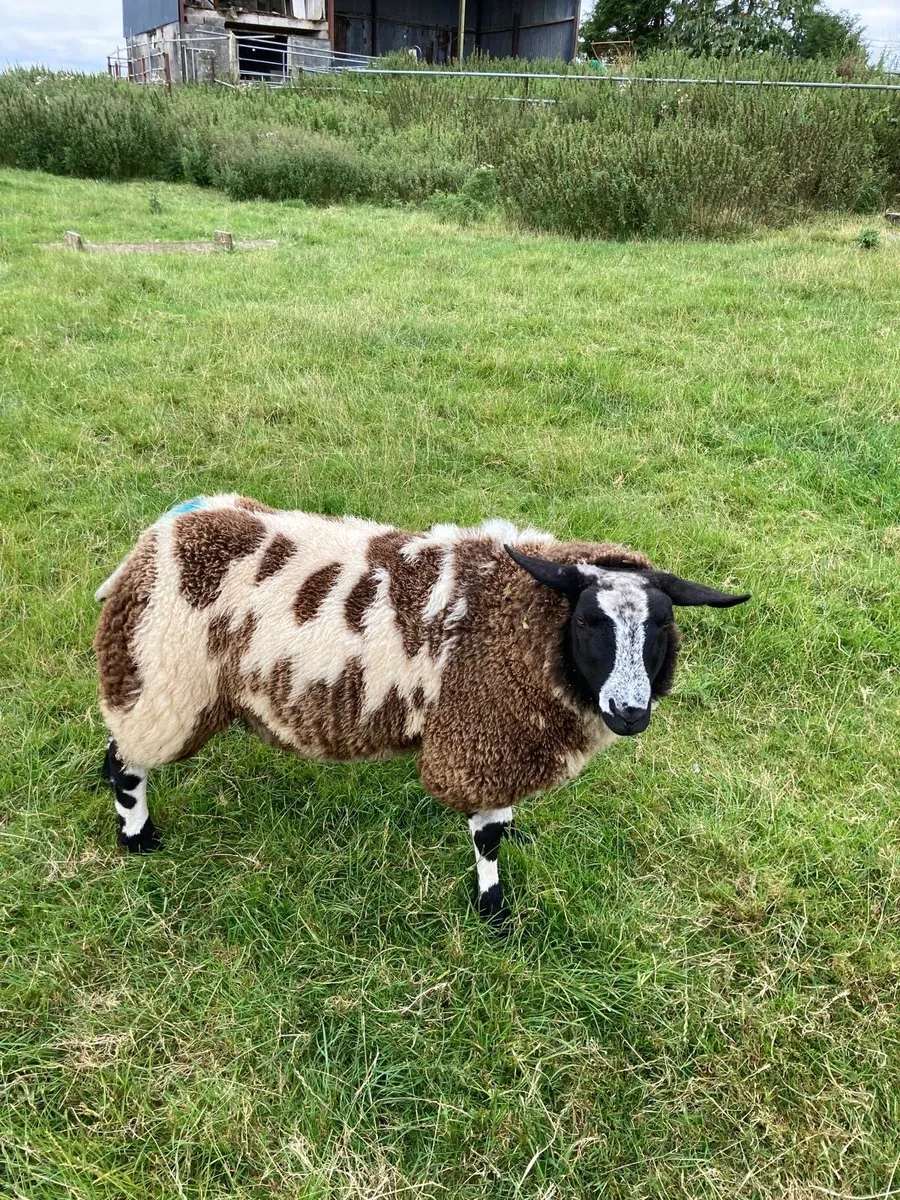 Pedigree registered Dutch spotted ram lambs - Image 2