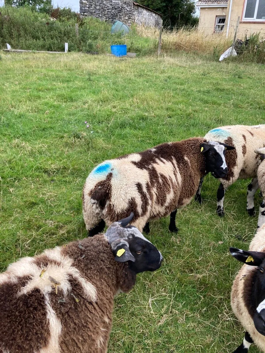 Pedigree registered Dutch spotted ram lambs - Image 3