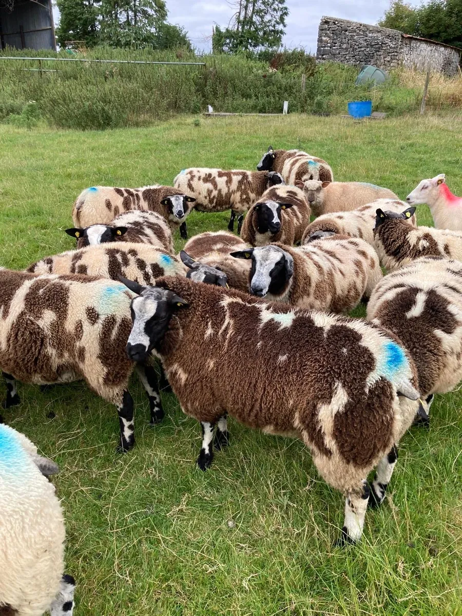 Pedigree registered Dutch spotted ram lambs - Image 1