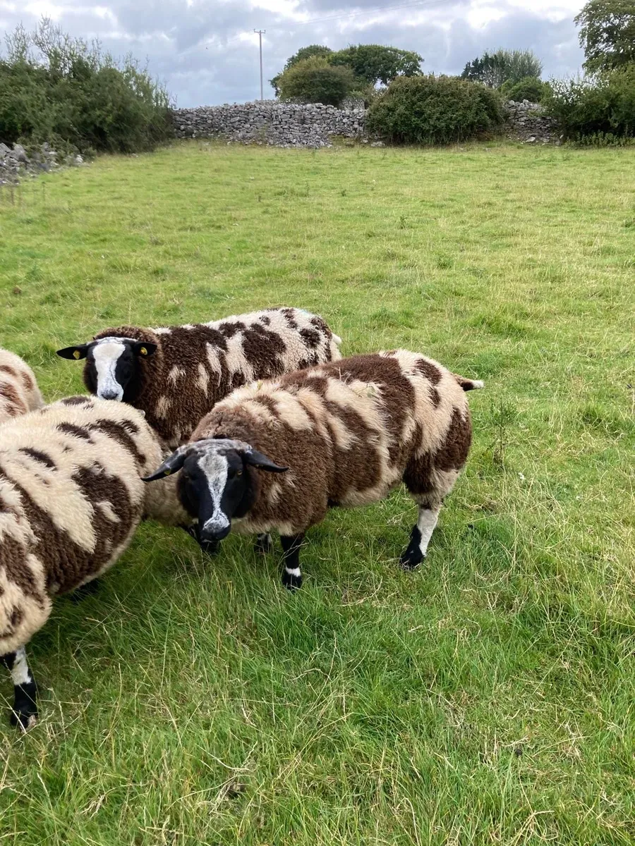 Pedigree registered Dutch spotted ram lambs - Image 4