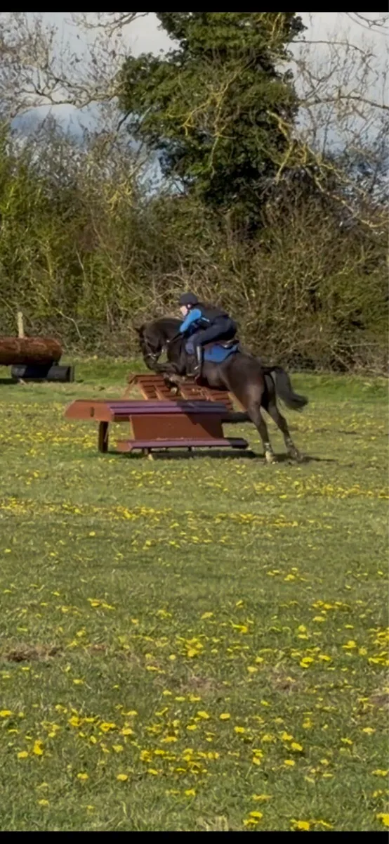 🦄Pippy Short Stockings 14hh superstar🦄 - Image 2