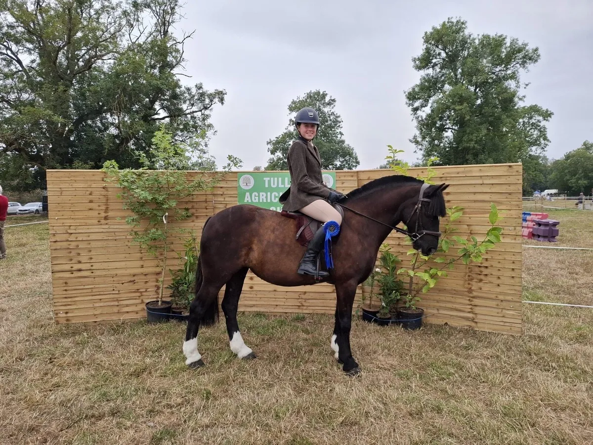 🦄Pippy Short Stockings 14hh superstar🦄 - Image 3
