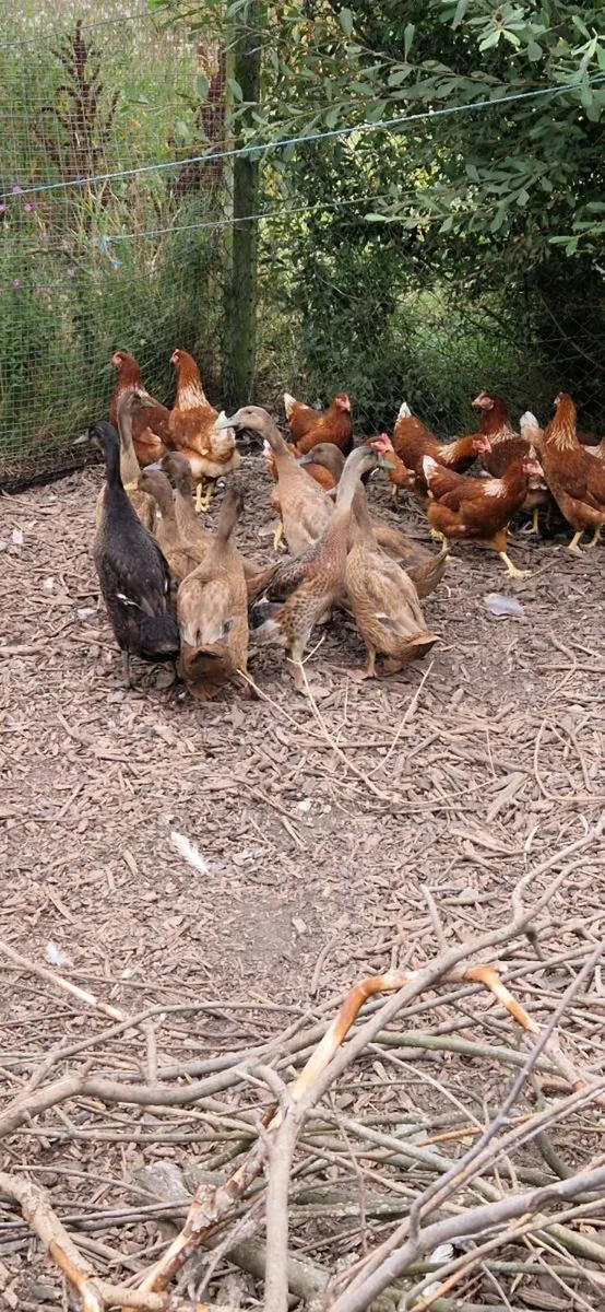 Hens/pullets/Ducks/Ducklings/Chicks/eggs - Image 3