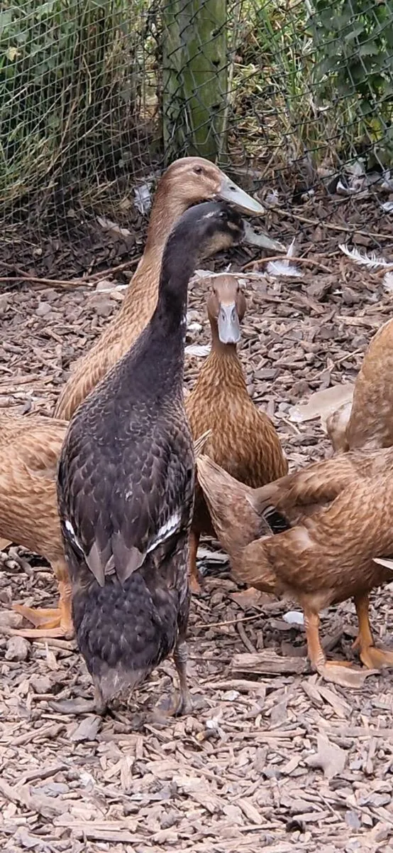 Hens/pullets/Ducks/Ducklings/Chicks/eggs - Image 1