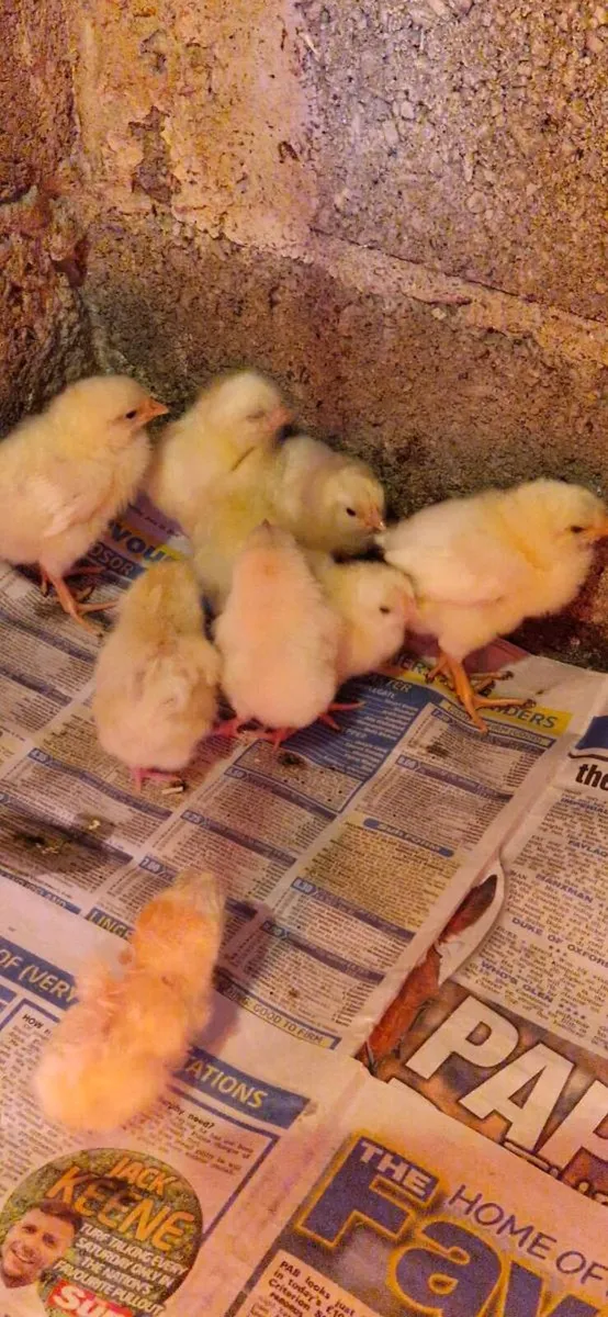 Hens/pullets/Ducks/Ducklings/Chicks/eggs - Image 4