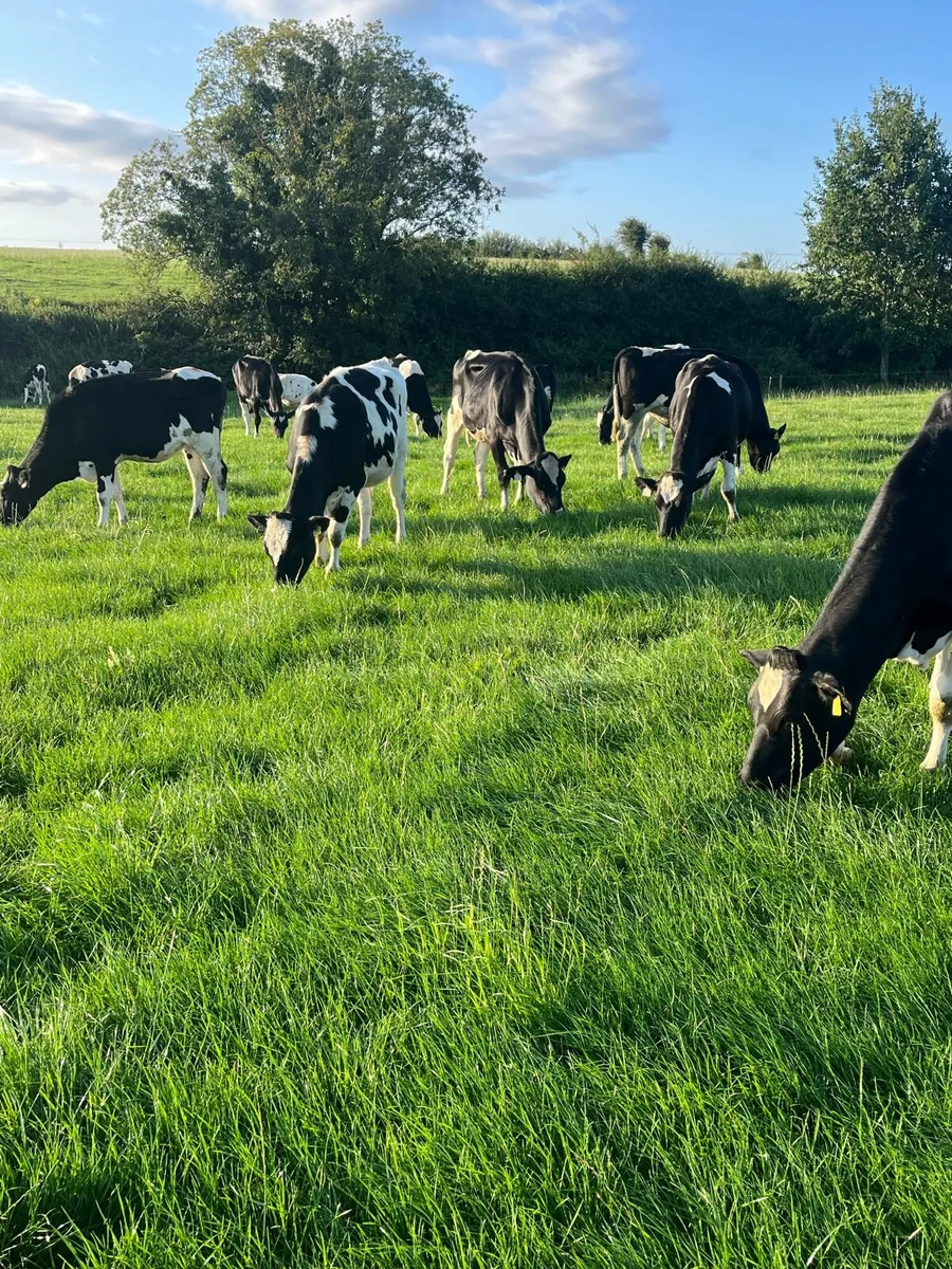 Maiden heifers - Image 1