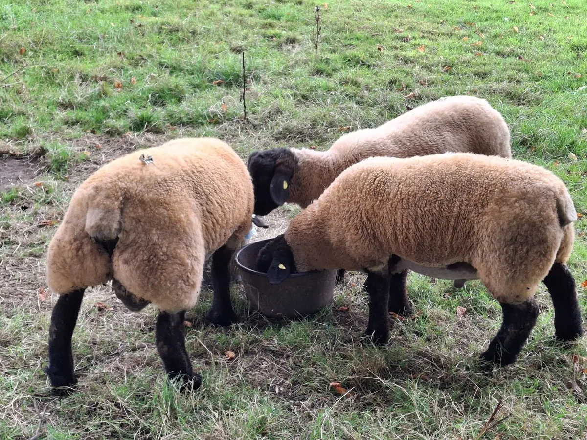 Suffolk Rams - Image 2