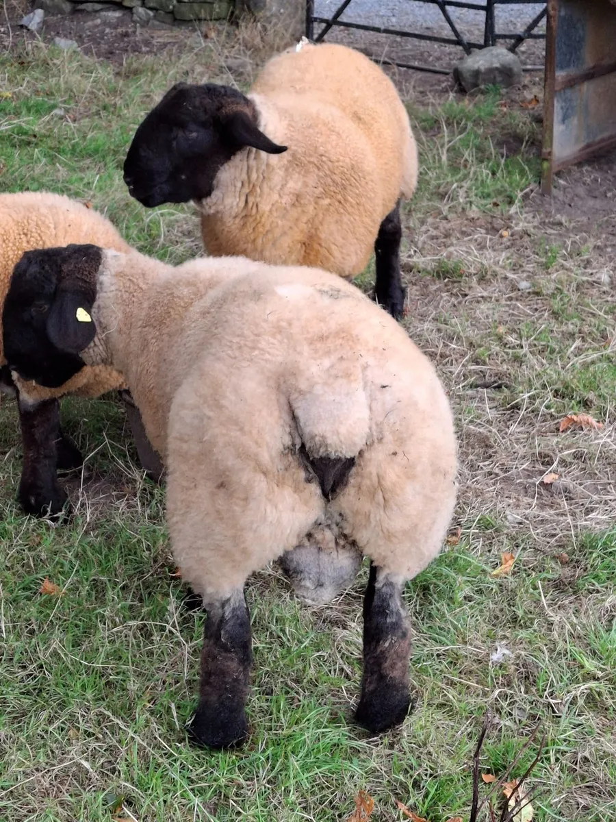 Suffolk Rams - Image 3