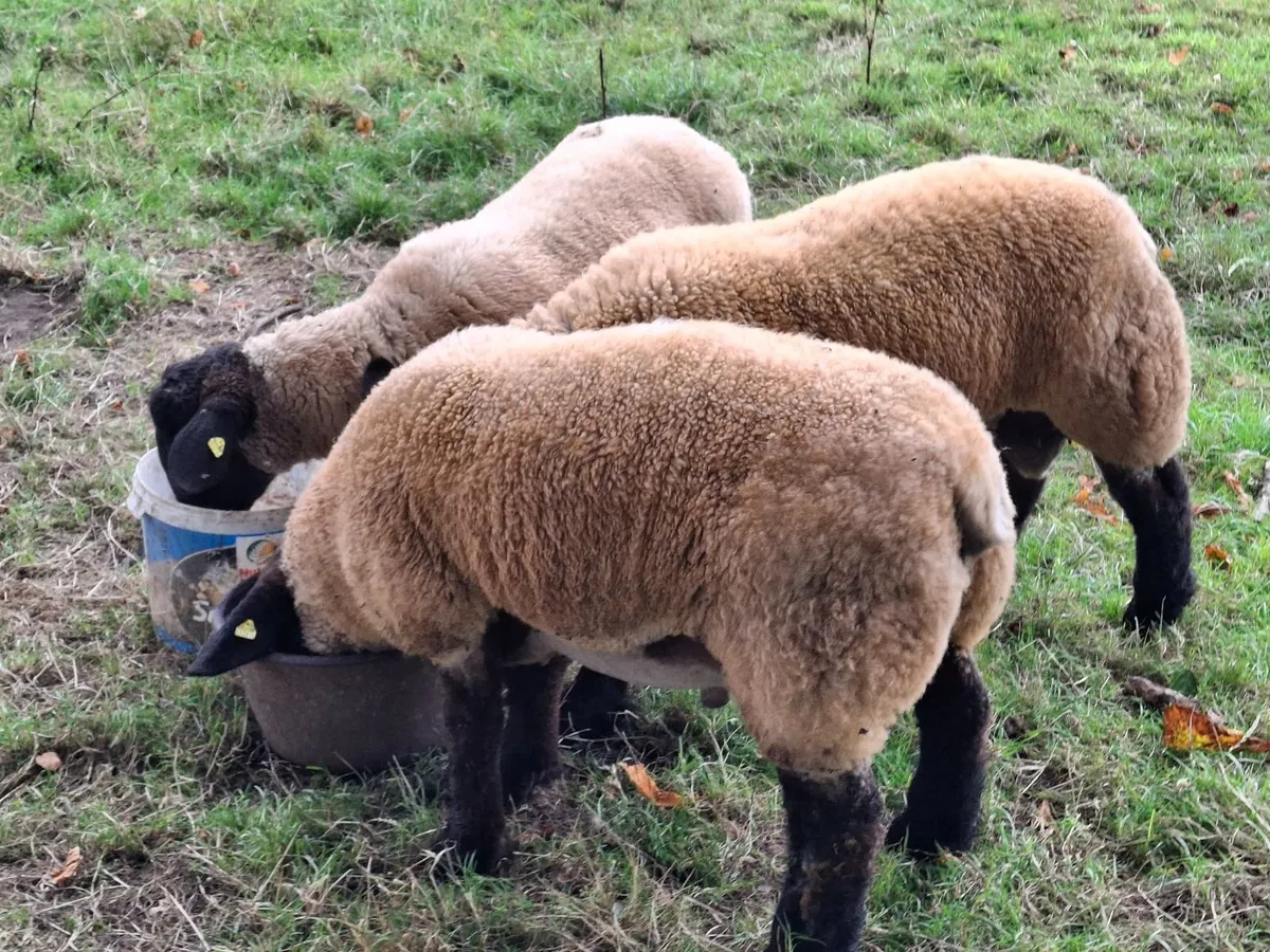 Suffolk Rams - Image 4