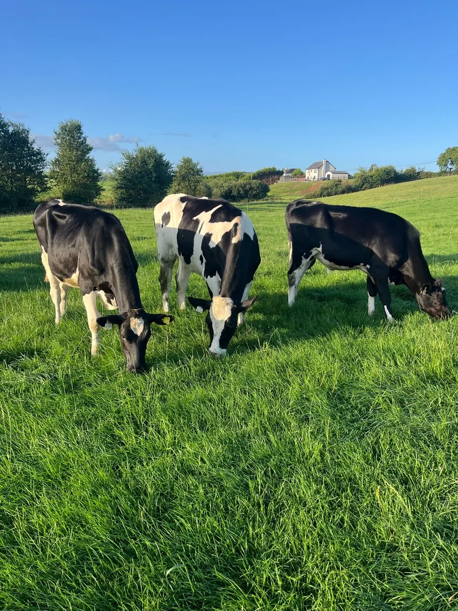 Maiden heifers - Image 2