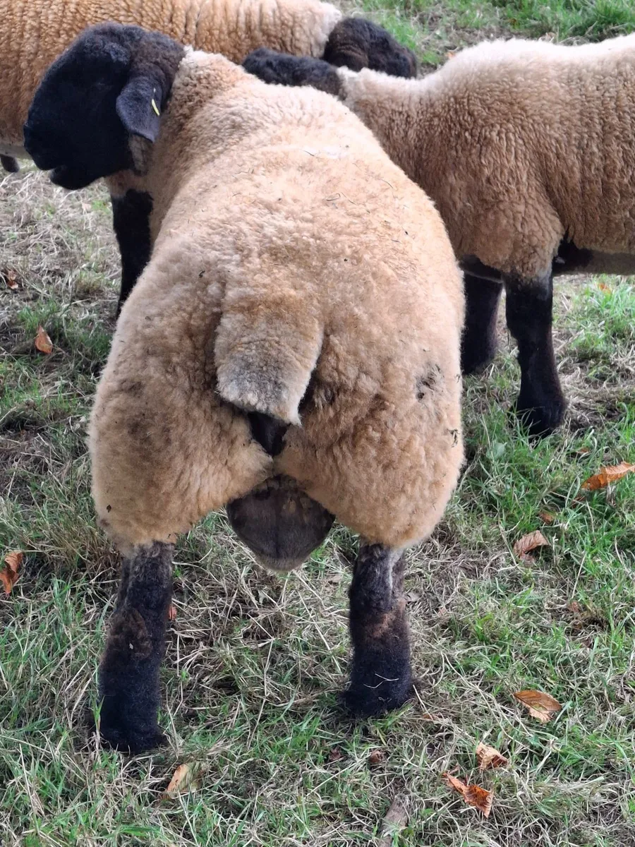 Suffolk Ram - Image 1